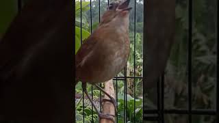 Download lagu Malah dikira burung betina mp3