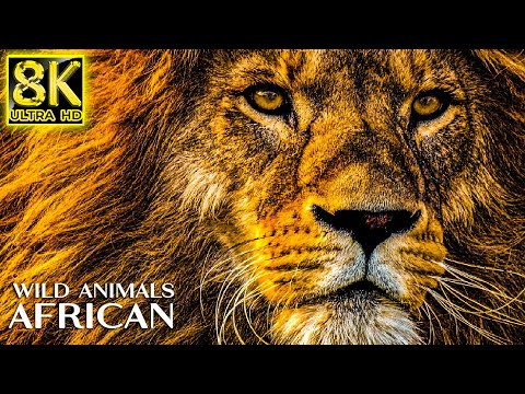 Majestic Wild Animals of AFRICAN 8K HDR 60FPS ULTRA HD - Animals The Planet with REAL Nature Sounds