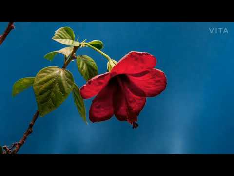 Beautiful jaswanti plant