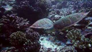 preview picture of video 'Diving Rangiroa - Tuamotus, Tahiti, French Polynesia'