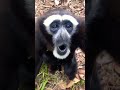 Black Monkey Shorts Youtube Shorts Short Video