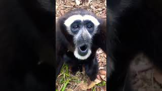 Download lagu black monkey#shorts #youtube shorts#short video mp3