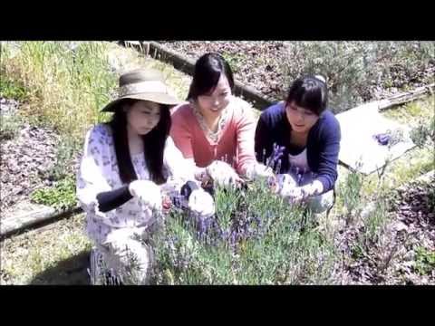 社会システム学科　ラベンダー刈取り体験　【同志社女子大学】　2013-05-31
