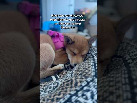 getting a puppy is always the best idea #puppies #puppy #puppylife #puppyvideos #dogshorts #dogs