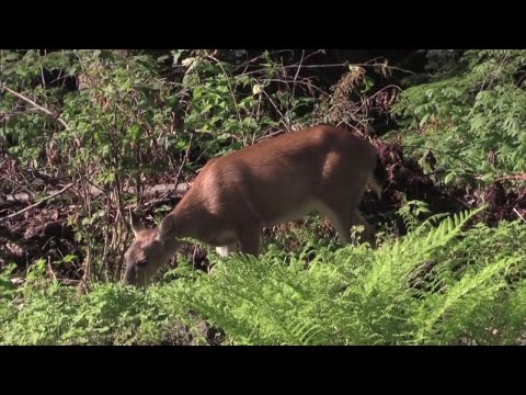 NY Long Island Deer Population Culling