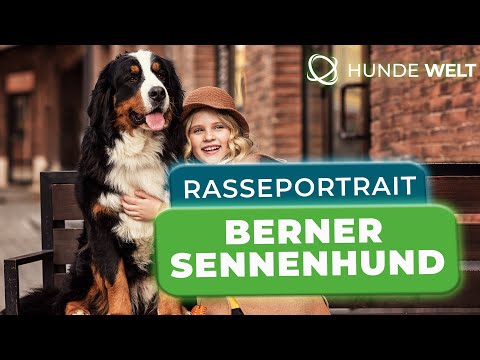 Berner Sennenhund - Rasseportrait | Charakter, Herkunft und Ernährung