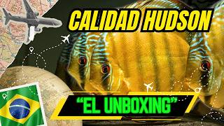 🇧🇷 😱 NOS VAMOS A BRASIL de la Mano de Hudson Crizanto | Peces Disco Salvajes y Plecos de Colección