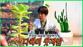 다육이 웃자라는 이유와 웃자람 예방하기!! - 다육이 키우기(succulent,  多肉植物)