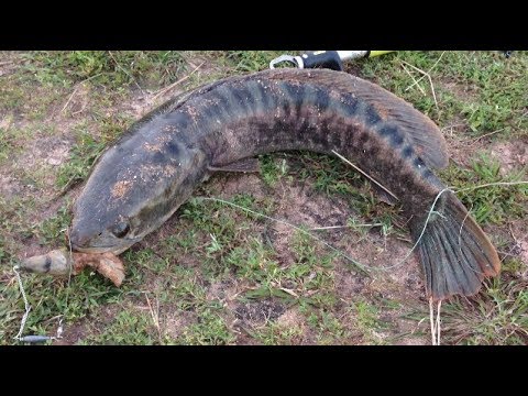 download lagu mp3 mp4 Fish Trip, download lagu Fish Trip gratis, unduh video klip Fish Trip