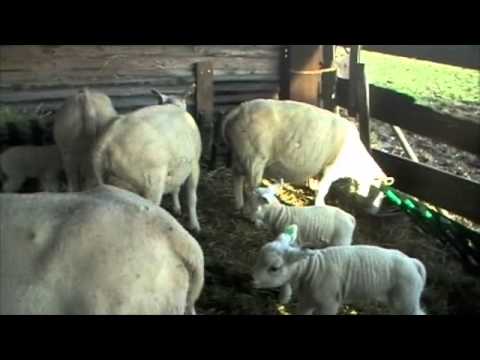 roodnoot promotiefilm