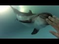 Традиционное рождение дельфинов в Одесском дельфинарии НЕМО. 