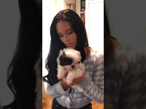 Cooper is a very tiny, energetic, intelligent, MaltiPoo