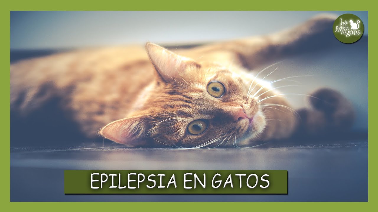 EPILEPSIA EN GATOS | SÍNTOMAS, TRATAMIENTO, DIAGNÓSTICO Y CONSEJOS DE QUÉ HACER Y QUÉ NO HACER