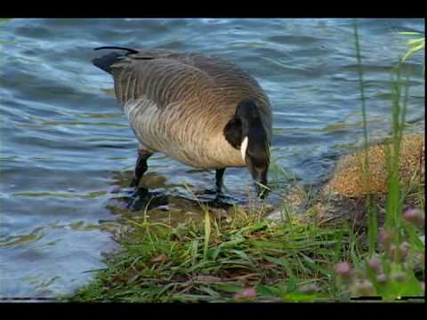 , title : 'Canada Geese - National Park Animals for Kids'