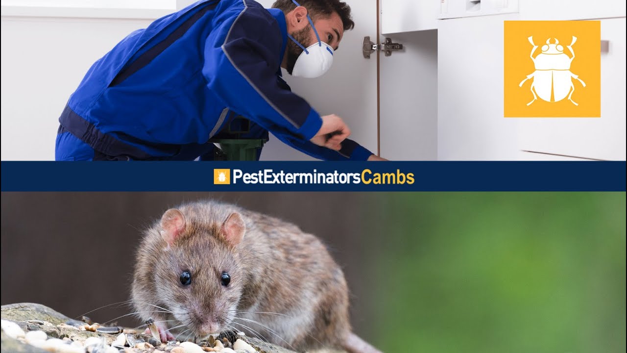 24 Hour Reliable Pest Control in Cambridge | Pest Exterminators Cambs