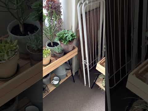 常緑植物ブルースタージュニパースチールブルーカラー