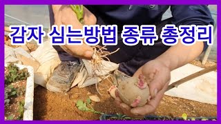감자심는시기 방법 총정리 감자재배,수미감자,씨감자 홍감자