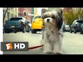 A Dog's Journey (2019) - Little Dog in the Big City Scene (4/10) | Movieclips