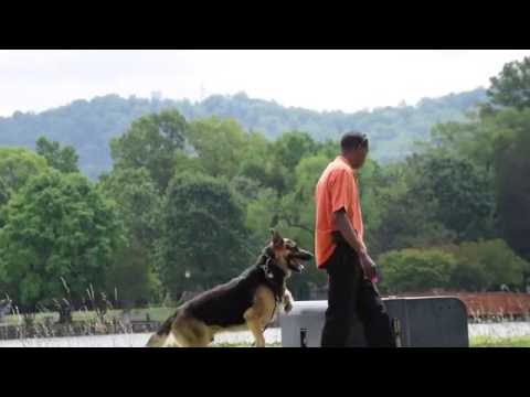 K-9 Impression Academy