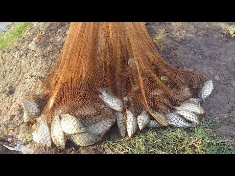 Net Fishing-Here is The Big Catch & You Don't Believe That How Many Fishes Catch by Cast Net -part 4