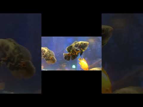 Fish aquarium #fish #shortsvideo #youtube shorts #viral video #music #beats #remix