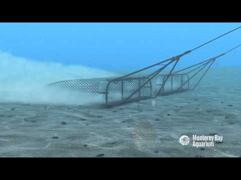 How Seafood is Caught: Dredging