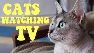 Cats watching tv | CUTE CAT CLEO