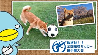 【必見】高校サッカー選手権を目指す柴犬？？
