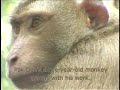 Reading Explorer 2nd Edition Unit 1 Monkey College