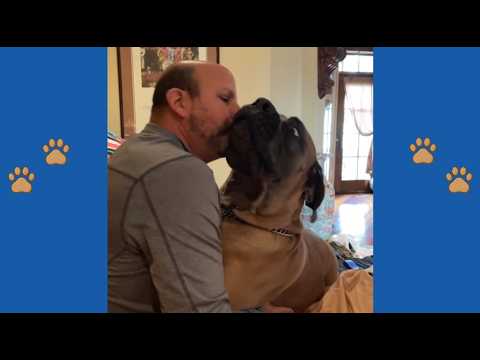 This 200lb Boerboel Refused to Be Loved by Anyone—Until This Man Held Him Once at 3AM