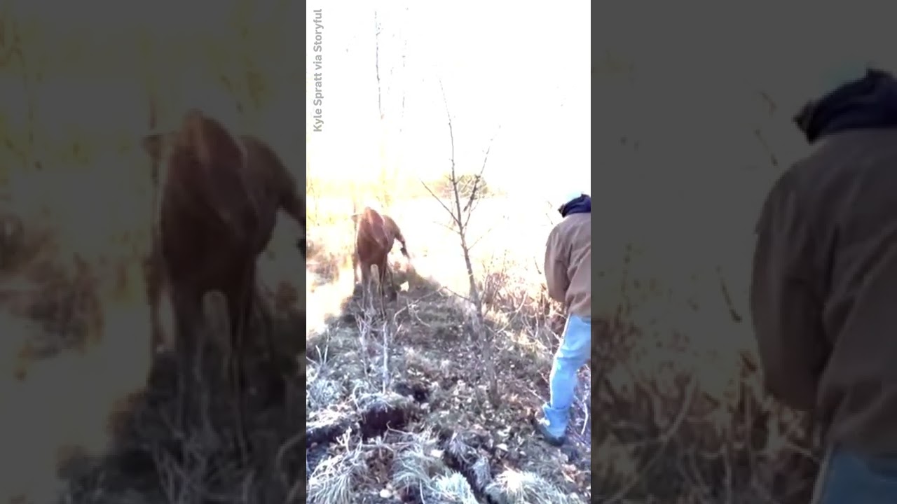 WATCH: Alberta man frees wailing moose calf that is stuck in fence #shorts