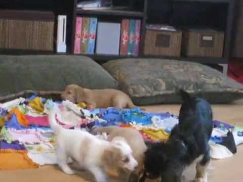 Brighton plays with 6 wk puppies