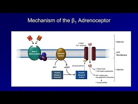 Antiarrhythmics (Lesson 3 - Beta Blockers)