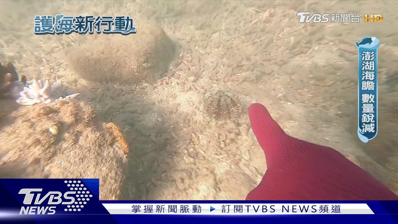數量剩0.025%! 人類吃太快「澎湖海膽」快滅族