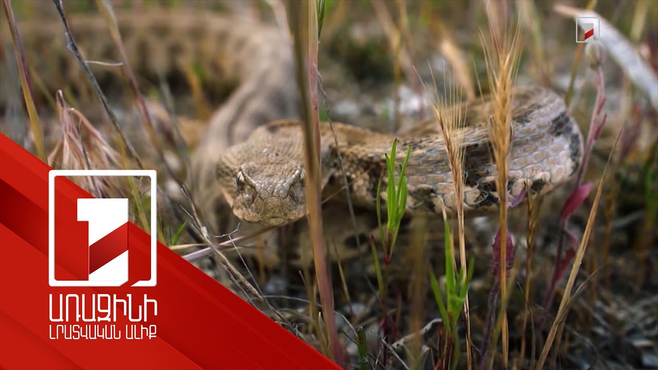 Այս տարի օձերի վերաբերյալ 320 ահազանգ է ստացվել