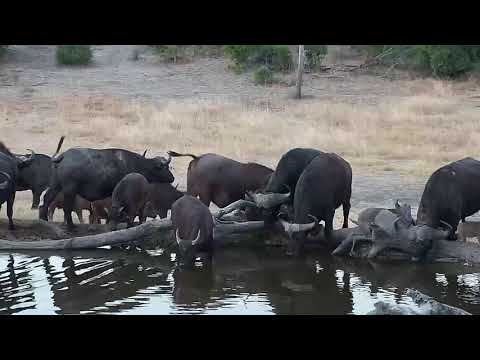 Djuma: Big breeding herd of African Buffalo - 17:16 - 07/26/19
