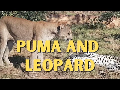 Playtime Is Over!  Blaze The Puma And Shailoh The Leopard At Cheetah Experience