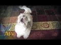 Cody The Screaming Dog | Dog | AFV