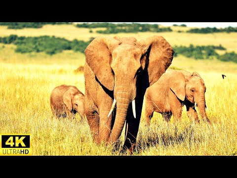 4K HD # 1 Elephant Video in the World, Relaxing Music, Nature Scenery beautiful Landscape, Relaxing.