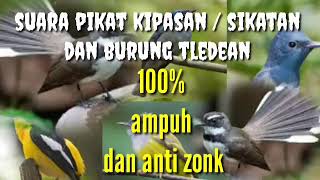 Download lagu suara pikat burung kipasan,burung sikatan dan burung tledean paling ampuh mp3