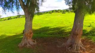 Three trees