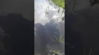 preview picture of video 'Strek ikan Toman pas lagi banjir di rawa gondai riau'