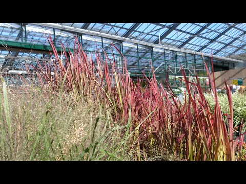 Beautiful grasses in the garden - tips on location and overwintering