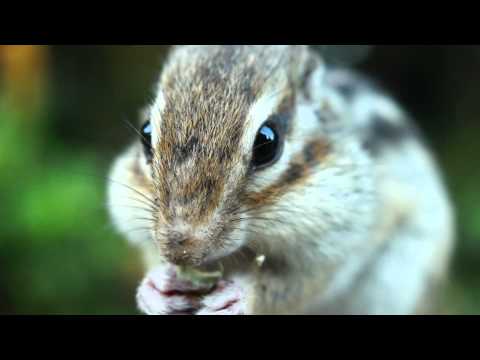 I like to eat Pumpkin Seeds very much.   かぼちゃの種も大好きだよ。