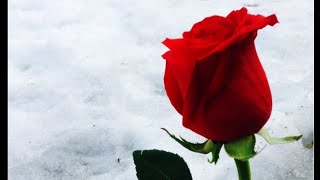 The Rose