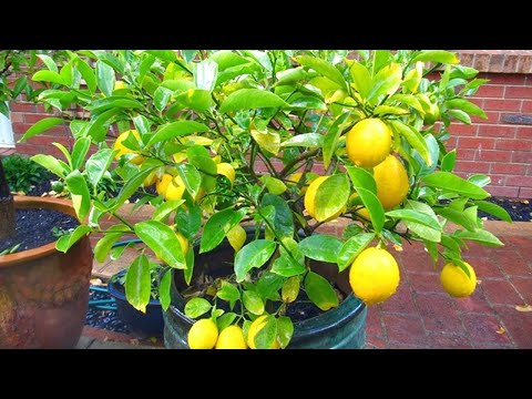 , title : 'How To Grow And Care Lemon Tree From Seed In Pot | Step By Step to Grow Lemon'