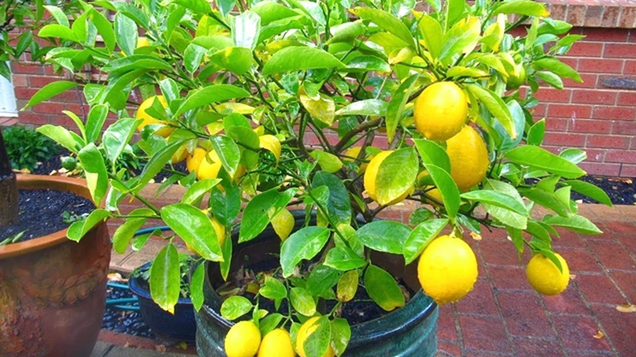 How To Grow And Care Lemon Tree From Seed In Pot | Step By Step to Grow Lemon