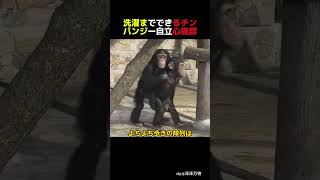 動物園の癒し時間チンパンジーが可愛すぎる#動物#癒し#動物園#社交的#チンパンジー