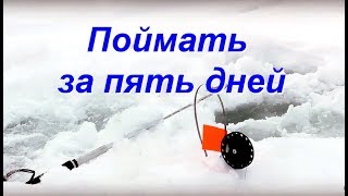 Щука на жерлицы в январе.поймать за 5 дней