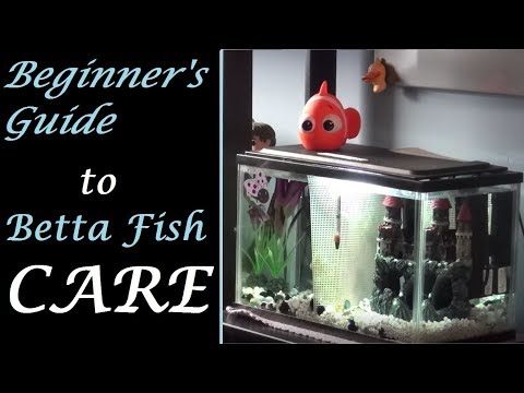 Beginner's Guide to Betta Fish Care